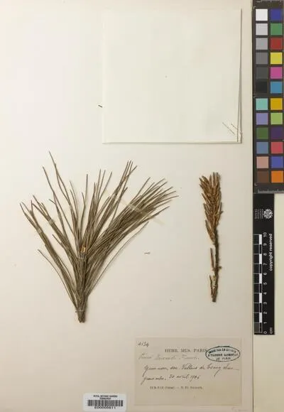 Pinus L. — تصویر رکورد یوروپیانا