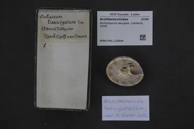 Architectonica laevigata (Lamarck, 1816) — تصویر رکورد یوروپیانا