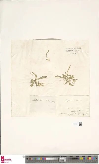 Selaginella helvetica (L.) Spring — تصویر رکورد یوروپیانا