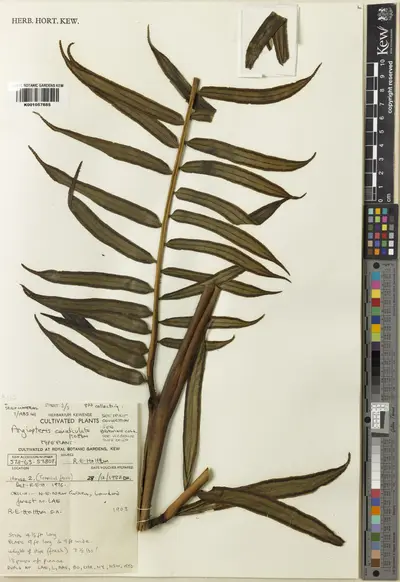 Angiopteris canaliculata Holttum — تصویر رکورد یوروپیانا