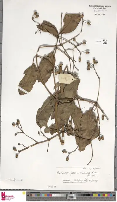 Arthrophyllum macranthum Philipson — تصویر رکورد یوروپیانا