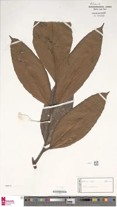 Leea papuana Merr. & L.M.Perry — تصویر رکورد یوروپیانا