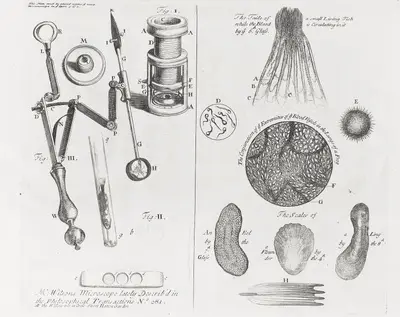 Mr. Wilsons Microscope..., The Taile of a small Living Fish — تصویر رکورد یوروپیانا