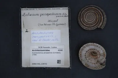 Architectonica perspectiva (Linnaeus, 1758) — تصویر رکورد یوروپیانا