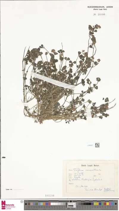 Trifolium resupinatum L. — تصویر رکورد یوروپیانا