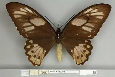 Ornithoptera priamus poseidon Doubleday, 1847 — تصویر رکورد یوروپیانا