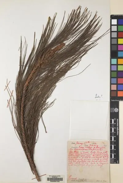 Pinus L. — تصویر رکورد یوروپیانا