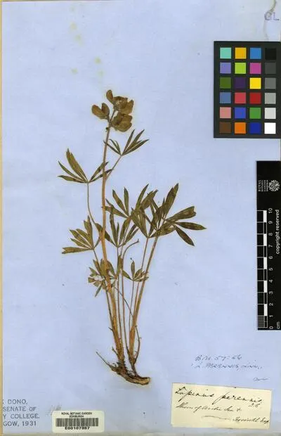 Lupinus perennis D.C. — تصویر رکورد یوروپیانا