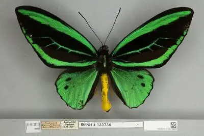 Ornithoptera priamus poseidon Doubleday, 1847 — تصویر رکورد یوروپیانا
