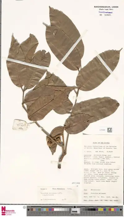 Canarium maluense Lauterb. — تصویر رکورد یوروپیانا