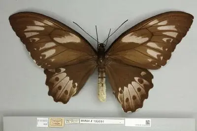Ornithoptera priamus poseidon Doubleday, 1847 — تصویر رکورد یوروپیانا