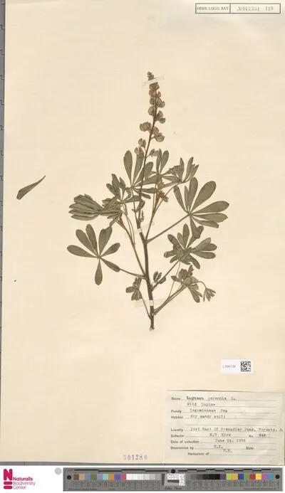Lupinus perennis L. — تصویر رکورد یوروپیانا