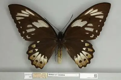 Ornithoptera priamus poseidon Doubleday, 1847 — تصویر رکورد یوروپیانا