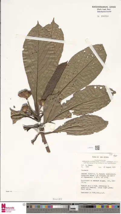 Saurauia — تصویر رکورد یوروپیانا