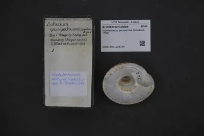 Architectonica perspectiva (Linnaeus, 1758) — تصویر رکورد یوروپیانا