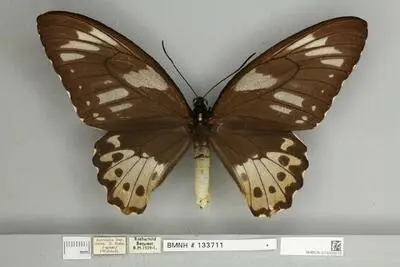 Ornithoptera priamus poseidon Doubleday, 1847 — تصویر رکورد یوروپیانا