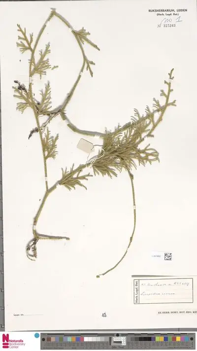 Lycopodium cernuum L. — تصویر رکورد یوروپیانا