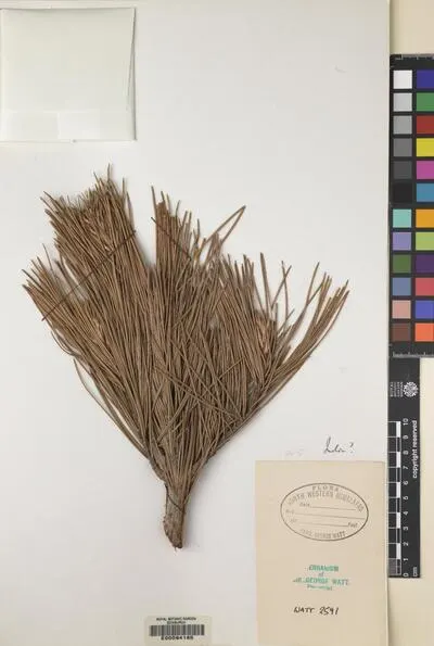 Pinus L. — تصویر رکورد یوروپیانا