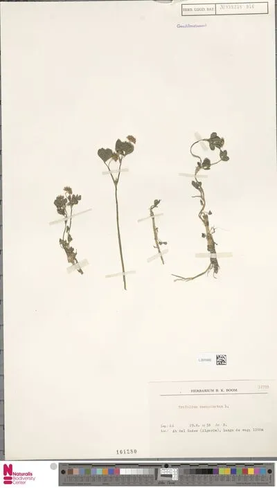 Trifolium resupinatum L. — تصویر رکورد یوروپیانا