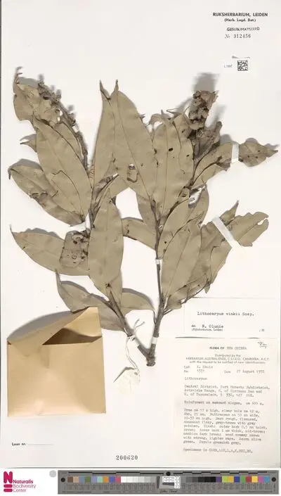 Lithocarpus vinkii Soepadmo — تصویر رکورد یوروپیانا