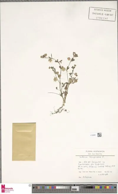 Trifolium resupinatum L. — تصویر رکورد یوروپیانا
