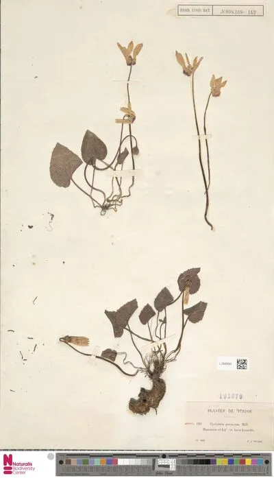 Cyclamen persicum Mill. — تصویر رکورد یوروپیانا