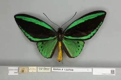 Ornithoptera priamus poseidon Doubleday, 1847 — تصویر رکورد یوروپیانا
