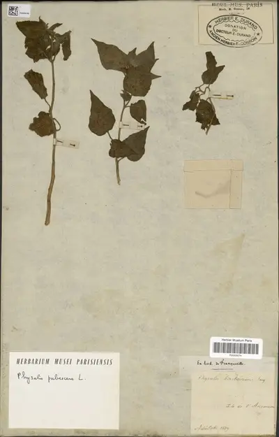 Physalis pubescens L. — تصویر رکورد یوروپیانا