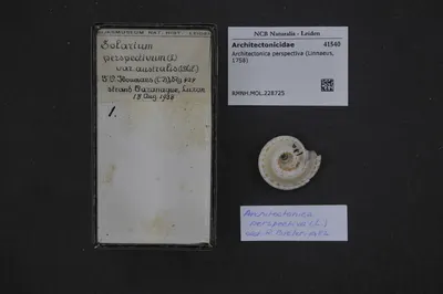 Architectonica perspectiva (Linnaeus, 1758) — تصویر رکورد یوروپیانا