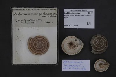 Architectonica perspectiva (Linnaeus, 1758) — تصویر رکورد یوروپیانا
