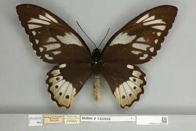 Ornithoptera priamus poseidon Doubleday, 1847 — تصویر رکورد یوروپیانا