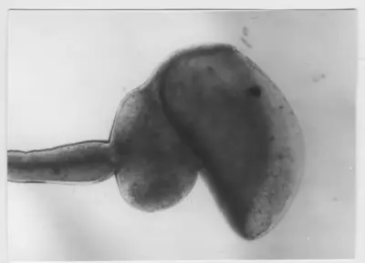 'Mikroskopbild av: :: Placostegus crystallinus (Scacchi). ::  :: Ingår i serie med fotonr. 5656:1.' — تصویر رکورد یوروپیانا