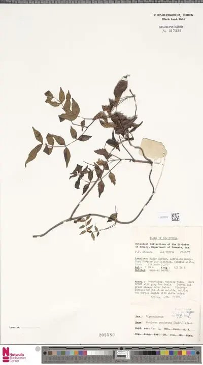 Pandorea pandorana (Andrews) Steenis — تصویر رکورد یوروپیانا