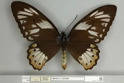 Ornithoptera priamus poseidon Doubleday, 1847 — تصویر رکورد یوروپیانا