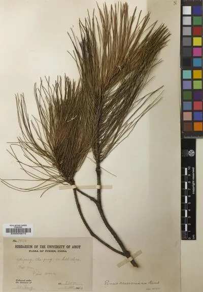 Pinus L. — تصویر رکورد یوروپیانا