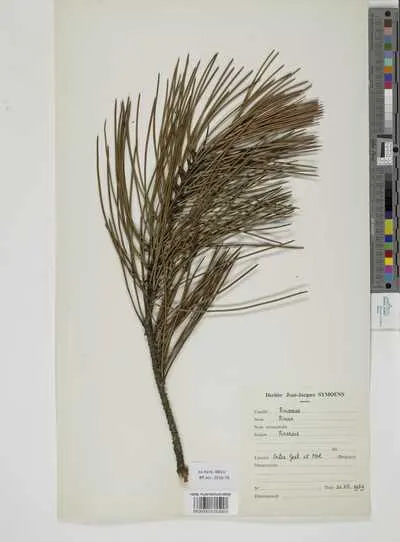 Pinus sp. — تصویر رکورد یوروپیانا