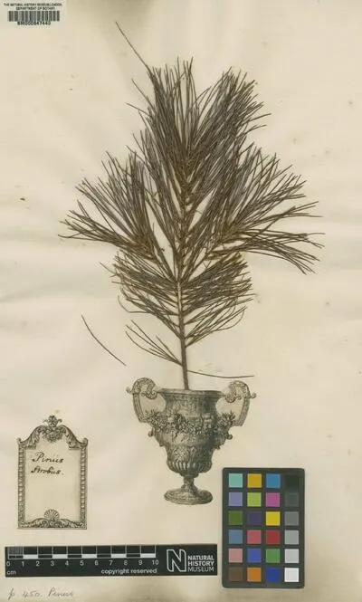 Pinus L. — تصویر رکورد یوروپیانا
