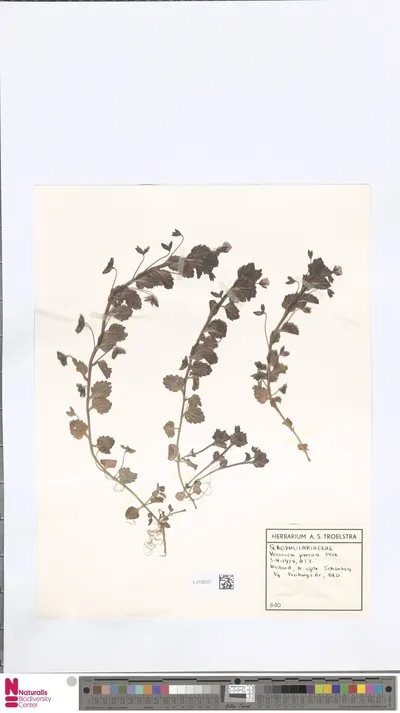 Veronica persica Poir. — تصویر رکورد یوروپیانا