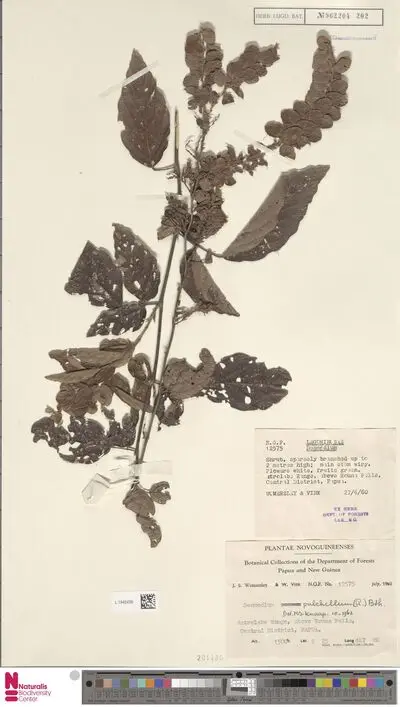 Phyllodium pulchellum (L.) Desv. — تصویر رکورد یوروپیانا