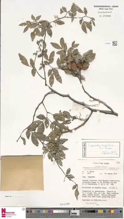 Cynometra minutiflora F.Muell. — تصویر رکورد یوروپیانا