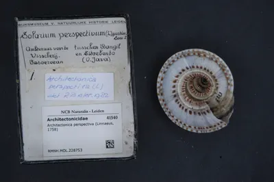 Architectonica perspectiva (Linnaeus, 1758) — تصویر رکورد یوروپیانا
