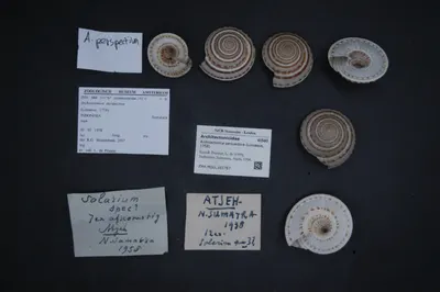 Architectonica perspectiva (Linnaeus, 1758) — تصویر رکورد یوروپیانا