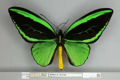 Ornithoptera priamus poseidon Doubleday, 1847 — تصویر رکورد یوروپیانا