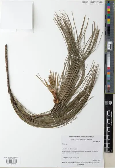 Pinus L. — تصویر رکورد یوروپیانا