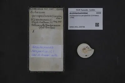 Architectonica perspectiva (Linnaeus, 1758) — تصویر رکورد یوروپیانا