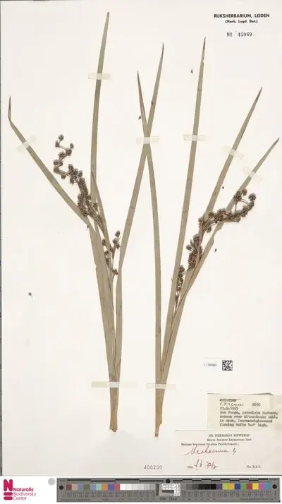 Machaerina mariscoides (Gaudich.) J.Kern — تصویر رکورد یوروپیانا