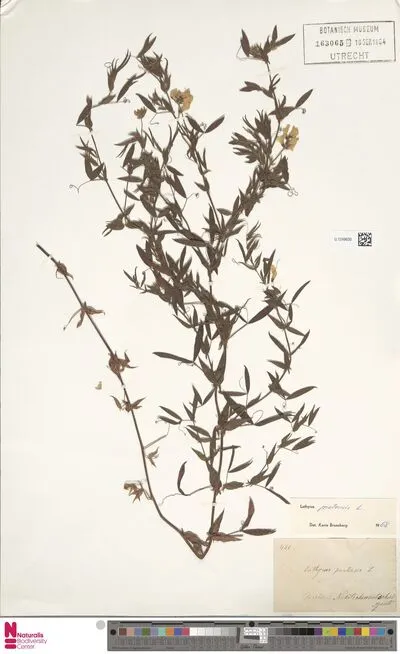 Lathyrus pratensis L. — تصویر رکورد یوروپیانا