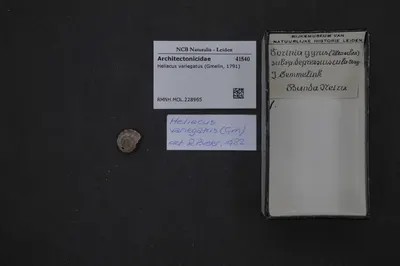 Heliacus variegatus (Gmelin, 1791) — تصویر رکورد یوروپیانا