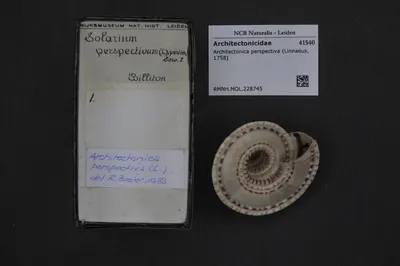 Architectonica perspectiva (Linnaeus, 1758) — تصویر رکورد یوروپیانا