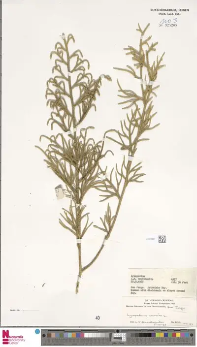 Lycopodium cernuum L. — تصویر رکورد یوروپیانا